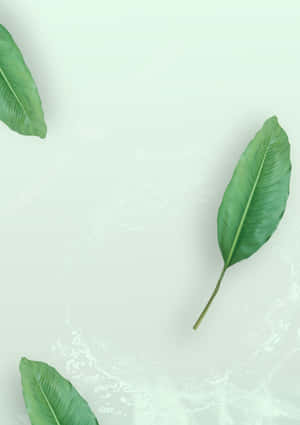 Minimalist Green Leaves Background Wallpaper