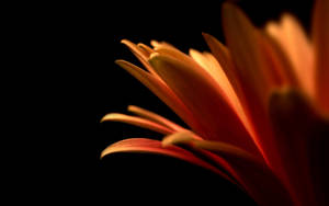 Minimalist Macro Flower Photography Wallpaper