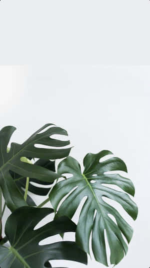 Minimalist Monstera Leaf Plant Portrait Wallpaper