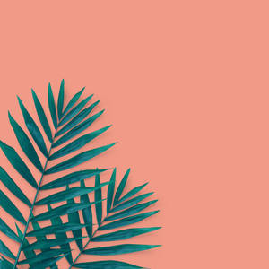 Minimalist Peach Tropical Palm Backdrop Wallpaper