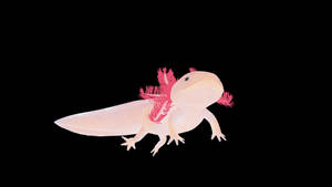 Minimalist Pink Axolotl Wallpaper