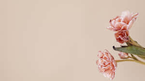 Minimalist Pink Peonies Flowers 4k Monitor Wallpaper