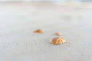 Minimalist Seashells On The White Sand Wallpaper