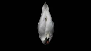 Minimalist White Duck Wallpaper