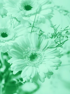 Mint Green Aesthetic Flowers Wallpaper