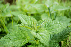 Mint Herbs Plantation Wallpaper