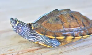 Mississippi Map Turtle Wallpaper