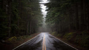 Misty Forest Road.jpg Wallpaper