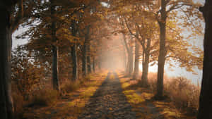 Misty Path Between Trees Wallpaper