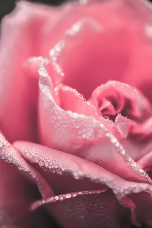 Misty Pink Roses Wallpaper