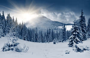 Misty Winter Forest Wallpaper