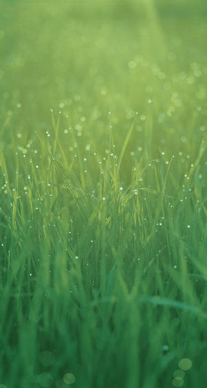 Misty Yellow Green Grasses Ios 7 Wallpaper