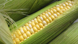 Mixed Colored Sweet Corn Wallpaper