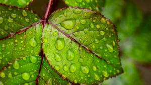 Moist Leaves Google Meet Background Wallpaper