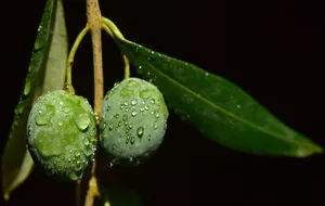 Moist Olive Fruit And Leaves Wallpaper