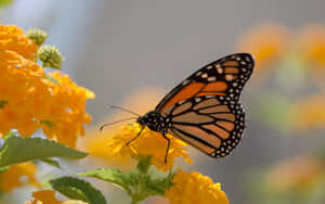 Monarch Butterflyon Yellow Flower Wallpaper