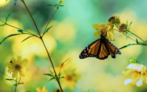 Monarch Butterflyon Yellow Flower.jpg Wallpaper