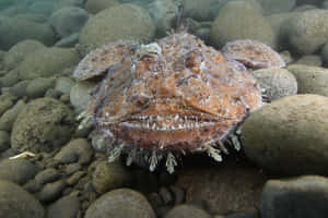 Monkfish Camouflagedon Riverbed Wallpaper