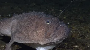 Monkfish Close Up Portrait Wallpaper