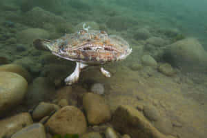 Monkfish Lurking Underwater.jpg Wallpaper