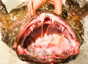 Monkfish Mouth Open Wallpaper