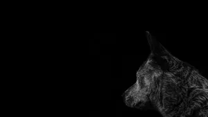 Monochromatic Aesthetic - Black Pc And Gray Timber Dog Wallpaper