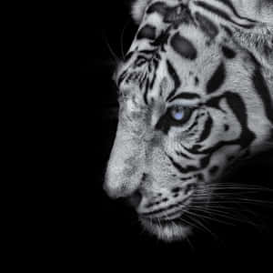 Monochrome Tiger With Blue Eye Wallpaper