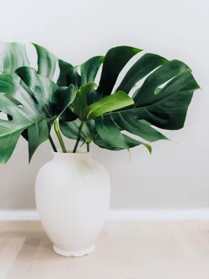 Monstera In A White Vase Wallpaper