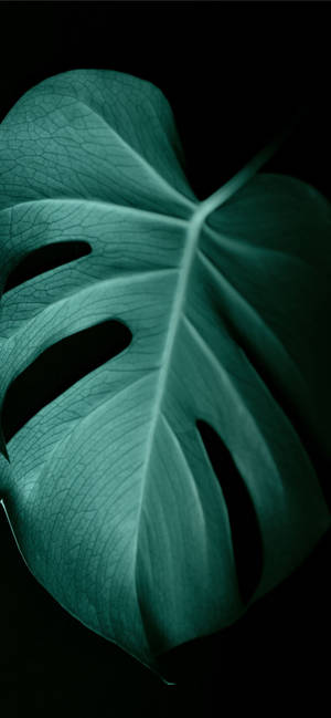 Monstera Leaf Leaves Iphone Wallpaper