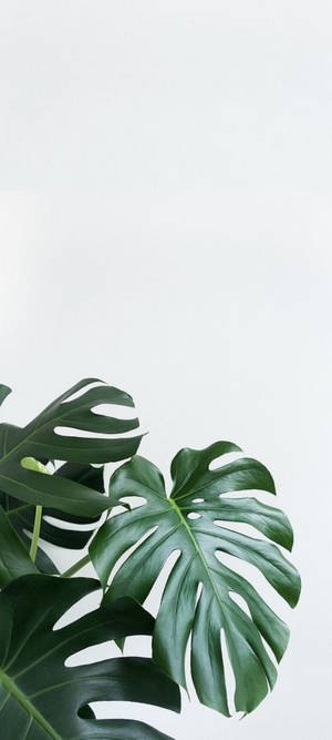 Monstera Leaves Iphone Wallpaper