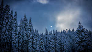 Moonlit_ Winter_ Forest_4 K Wallpaper