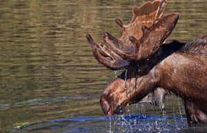 Moose Drinking Water Wallpaper