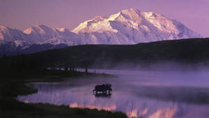 Moose In Denali Lake Wallpaper