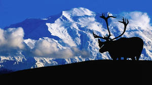 Moose Silhouette In Denali Wallpaper