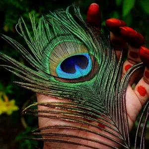 Mor Pankh Green Stem Wallpaper