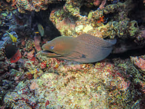 Moray Eel Coral Reef Wallpaper