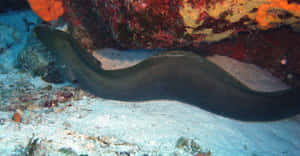 Moray Eelin Coral Reef Wallpaper