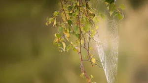 Morning Dew Spider Web Nature Background Wallpaper