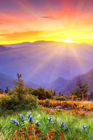 Morning Flower Field Wallpaper