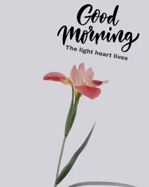 Morning Pink Tulip Wallpaper