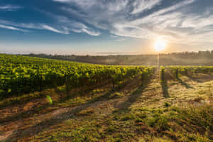 Morning Sunlight In Vineyard Wallpaper