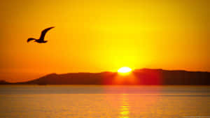 Morning Sunrise With Bird Wallpaper