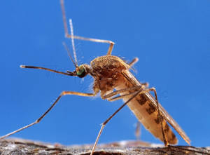 Mosquito Found Outdoors Wallpaper