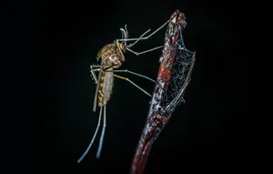Mosquito Trapped On A Twig In A Spider's Web Wallpaper