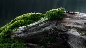 Moss Blanketing Aged Wood Wallpaper