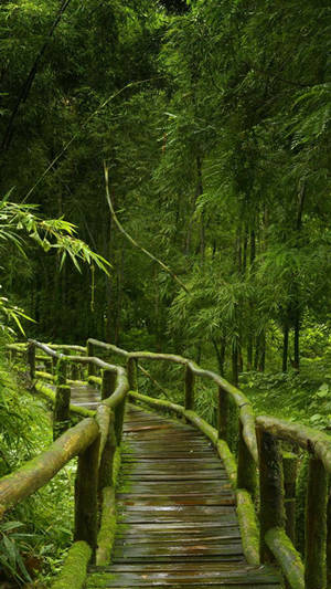 Mossy Bridge Jungle Iphone Wallpaper