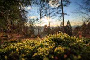 Mossy Nordic Forest Wallpaper