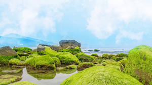 Mossy_ Rocks_by_the_ Sea_4 K_ U H D Wallpaper