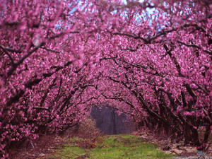 Most Beautiful Spring Flower Arches Wallpaper