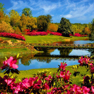 Most Beautiful Spring Flowers On A Swamp Wallpaper